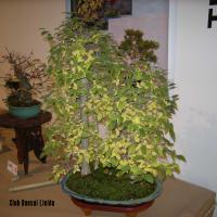 2010_bonsai_Lleida-002